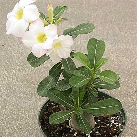 Adenium Plant Desert Rose White Plant Nationbloom Ind