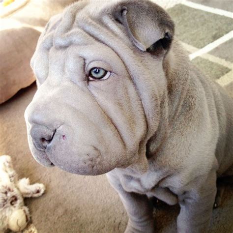 Blue Shar Pei Puppy Shar Pei Puppies Dogs Puppies Cute Puppies