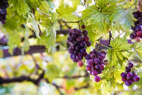 Purple Grapes Tree Summer Italian Vineyard — Stock Photo © Djedzura