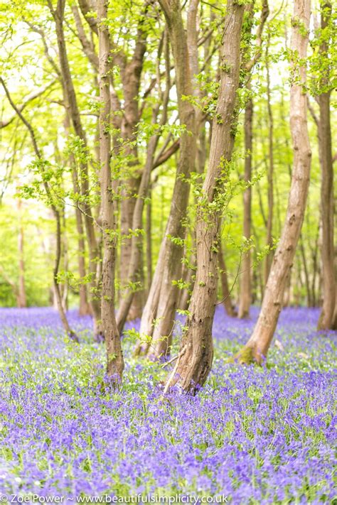 The Magic Of Bluebells Exploring Arlington Bluebell Walk By Zoë Power