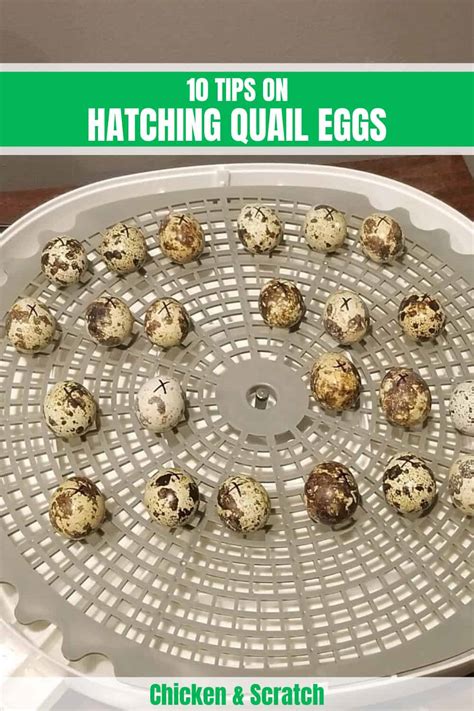 10 Tips On Hatching Quail Eggs Beginners Guide