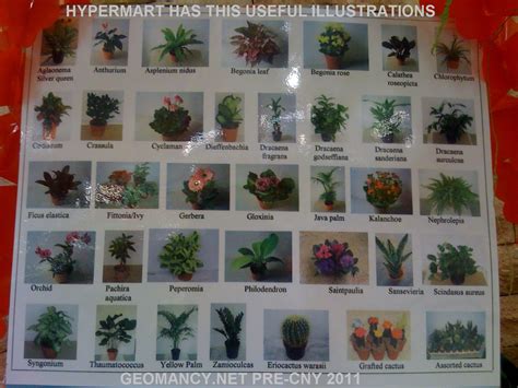 Useful Chart With Photos And Names Of Common Plants