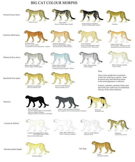 Big Cat Color Morph Guide Mutants Are Natural Variations Which Occur