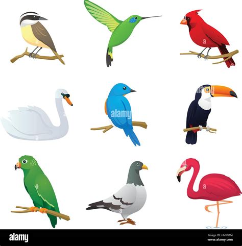 Realistic Bird Species Collection With Nine Different Bird Species