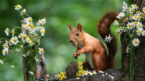 Red Squirrel With Shallow Background And Flowers On Sides Hd Squirrel