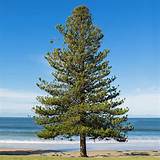 Norfolk Island Pine Trees for Sale- FastGrowingTrees.com