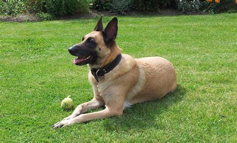 Males of the breed are larger than females. Free Malinois Belgian shepherd Stock Photo - FreeImages.com