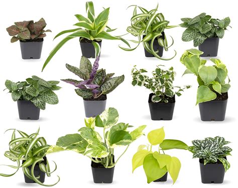 Buy Easy To Grow Houses 12 Pack Live House S In Containers Growers