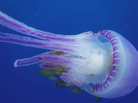Rare Encounter With A Pelagic Jellyfish