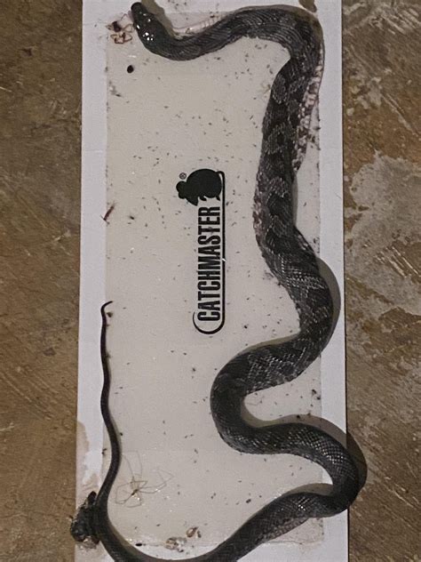 Northern Virginia Unlucky Snake Caught In Mouse Trap Anybody Know