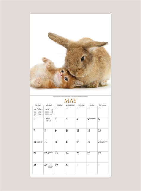 2023 Kittens And Friends Mini Wall Calendar Shop The Gladstone Media
