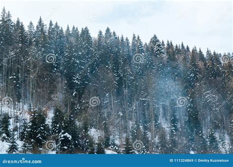 Beautiful Snowy Mountain Spruce Forest With Frosted Trees Stock Image