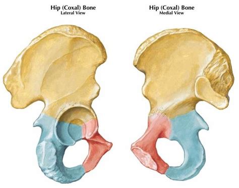 Hip Coxal Bone Diagram Quizlet