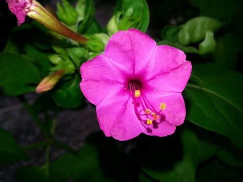 This short grass prairie wildflower is one of our most xeric species with an enormous. Pink four o'clock | Garden, Four o clock, Flowers