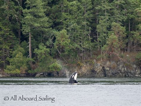 Orca Spy Hop With Stunning Forest Back Drop All Aboard Sailing