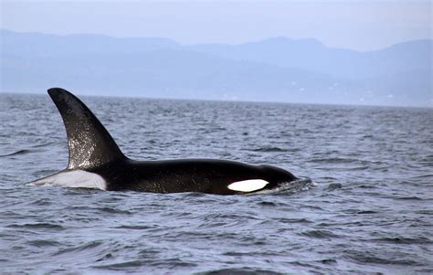 Killer Whale Orcinus Orca In Canada Hélène Surmont Flickr