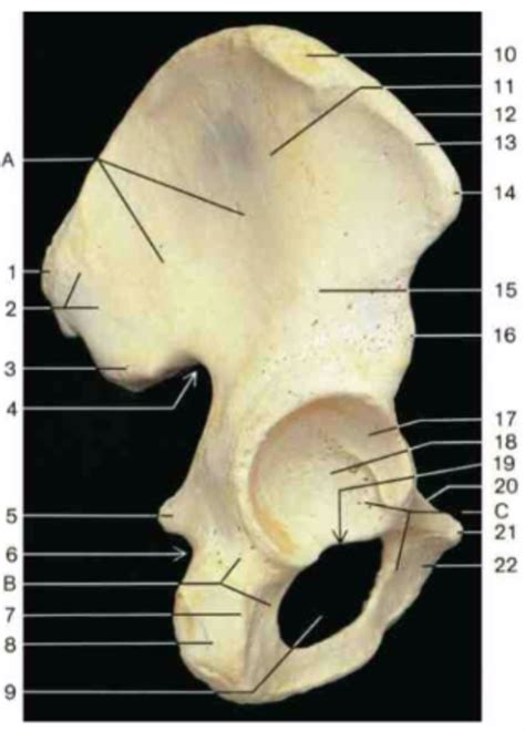 Right Hip Bone Lateral Aspect C Diagram Quizlet