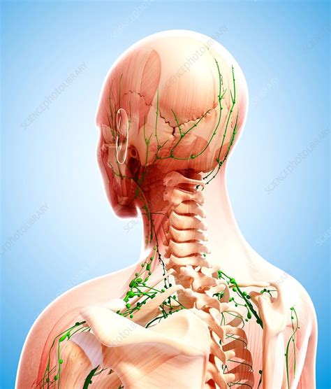 Human Lymphatic System Artwork Stock Image F0073087 Science