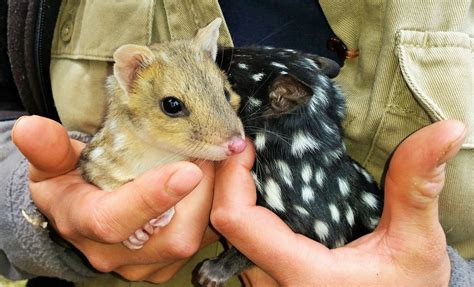 These Eastern Quoll Babies Are The First To Be Born In The Wild In Over