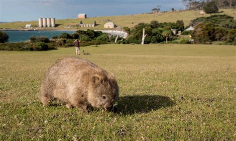 The Murray River - Australia's Wildlife