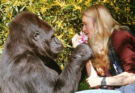 Rip Koko The Gorilla Who Knew Sign Language And Made Robin Williams