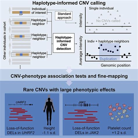 A New Approach Hi Cnv Elucidates The Effects Of Copy Number Variation