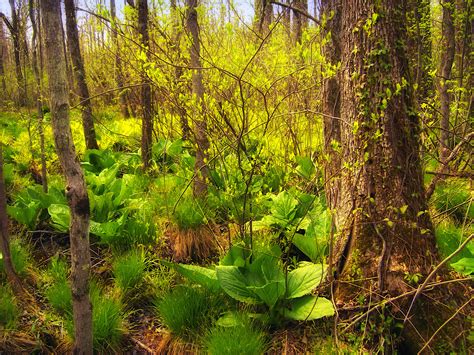 Free Images Tree Grass Swamp Wilderness Plant Hiking Meadow