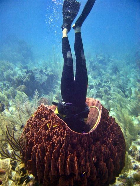 The Largest Sponge Underwater Photos