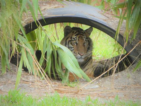 Asia Sunda Island Tiger Zoochat