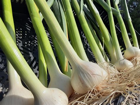 Green Garlic | Happy Hollow Farm