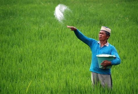 Namun, senarai ini akan dikemas kini dari semasa ke semasa dan pembukaan sektor ekonomi akan dibuat secara berfasa, bergantung perladangan dan pertanian. Aku Petani Indonesia: Tanamkan Rasa Bangga Jadi Petani ...