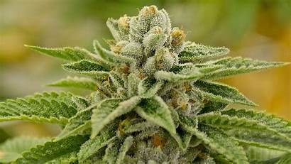 Weed Marijuana Trippy Cannabis 420 Psychedelic Rasta