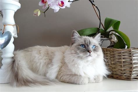 Siberian Cat Vs Ragdoll Cat Whats The Distinction With Photos