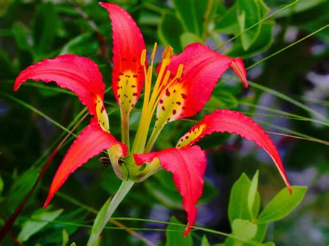 Lilium Catesbaei Catesbys Lily Showy Flowers Very Beautiful