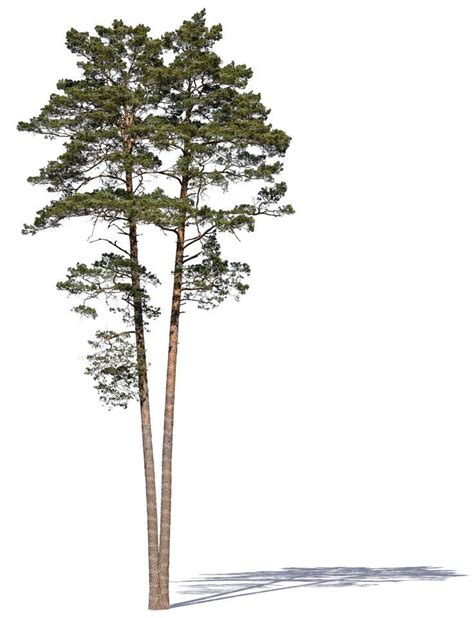 Illustrate the zigzag figures to form the shape of the leaves on both sides. Pl8309 | Tree photoshop, Pine tree drawing, Tree drawing
