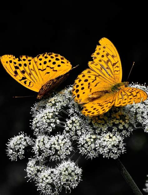 Cute Yellow Butterflies Wallpapers Top Free Cute Yellow Butterflies