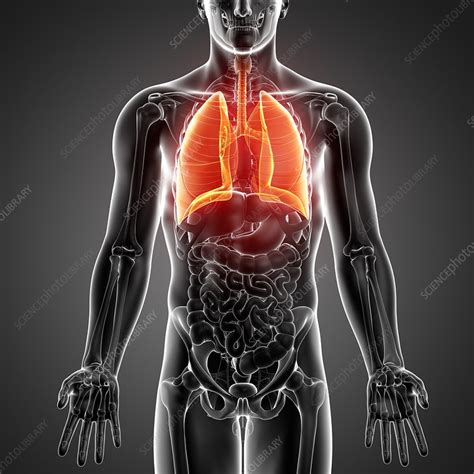 Male Anatomy Artwork Stock Image F0080052 Science Photo Library