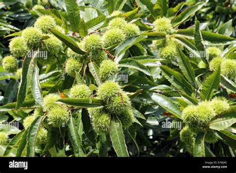 Prickly Seed Pods Hi Res Stock Photography And Images Alamy