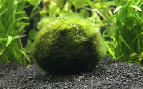 Marimo Moss Ball (Aegagropila linnaei) – AquaSnails