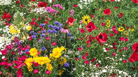 When Is The Best Time To Plant Wildflowers Organic Gardening Blog