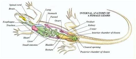 kangaroo anatomy - Google Search | Anatomy, Vet medicine, Animal medicine