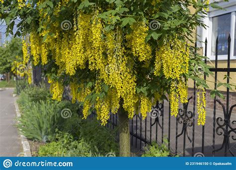 Branches With Beautiful Yellow Hanging Flowers Of Golden Rain Tree In