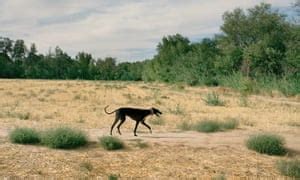 Going to the dogs: the fall of modern Spain – in pictures | Art and