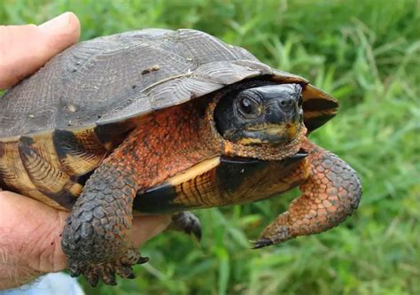 Wood Turtle The Animal Facts Appearance Diet Habitat Behavior