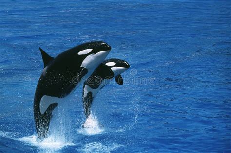 Killer Whale Orcinus Orca Female With Calf Breaching Stock Photo