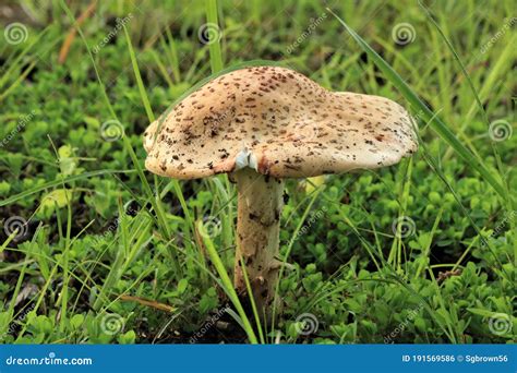 Amanita Blusher Mushroom In Green Grass Stock Photo Image Of