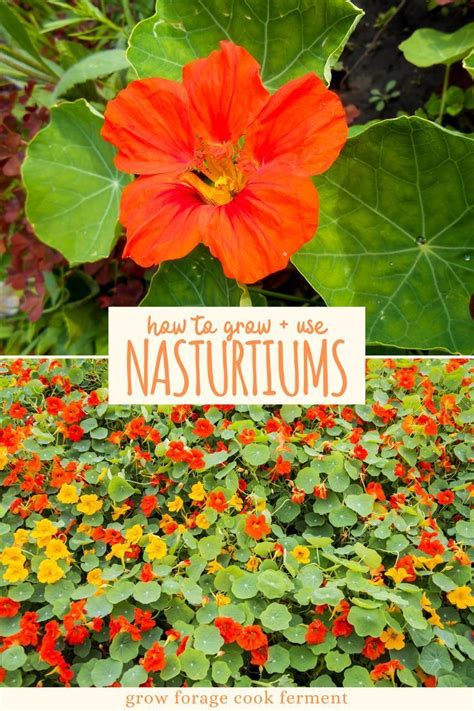 How To Grow And Use Nasturtiums Container Gardening Vegetables