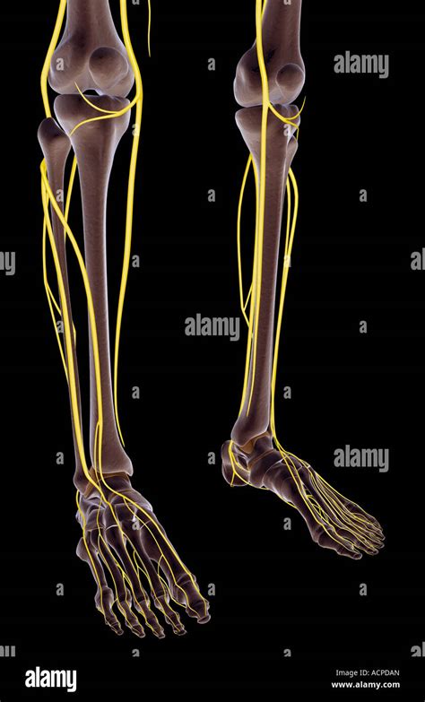 Human Leg Nerves High Resolution Stock Photography And Images Alamy