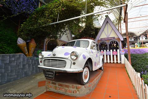 Cameron lavender, cameron highlands, pahang, malaysia. Cameron Lavender Garden