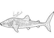 Signup to get the inside scoop from our monthly newsletters. Realistic Whale Shark coloring page | Free Printable Coloring Pages